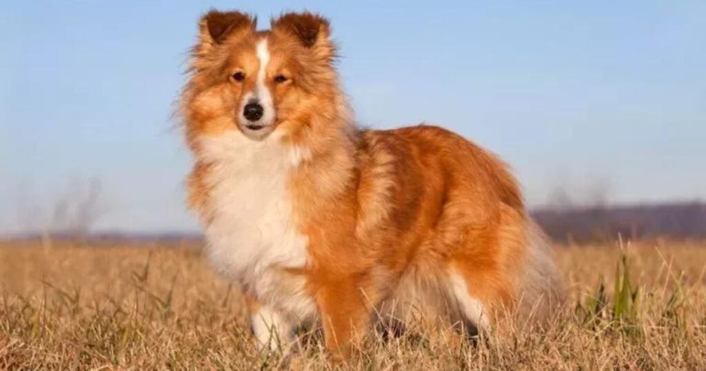 Raças de cachorro mais fáceis de adestrar