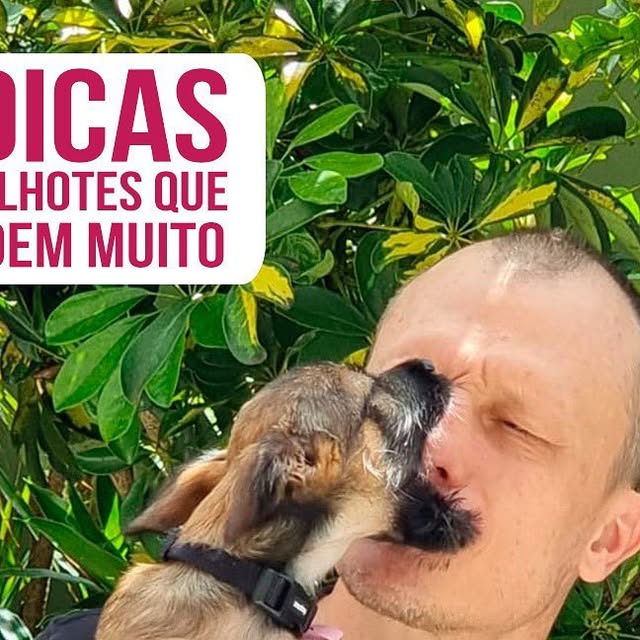 Filhotes que mordem muito: por que acontece e como agir