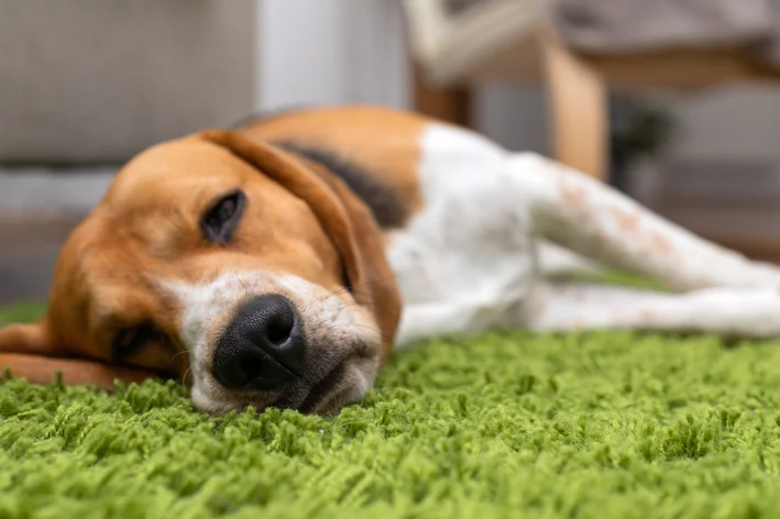 Epilepsia em cachorro: sinais, gatilhos e o que fazer