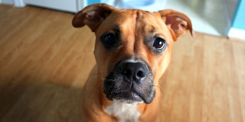 Existe psicólogo para cachorro? Entenda a psicologia canina