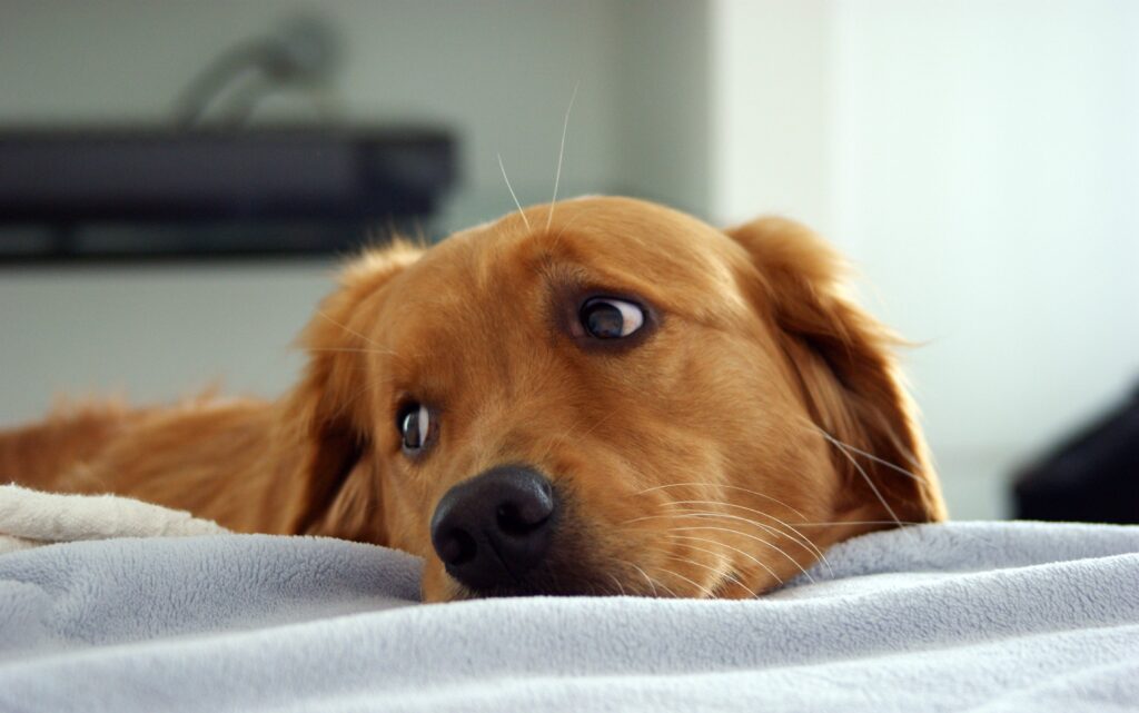 Cachorro tem depressão? Sinais, causas e tratamento