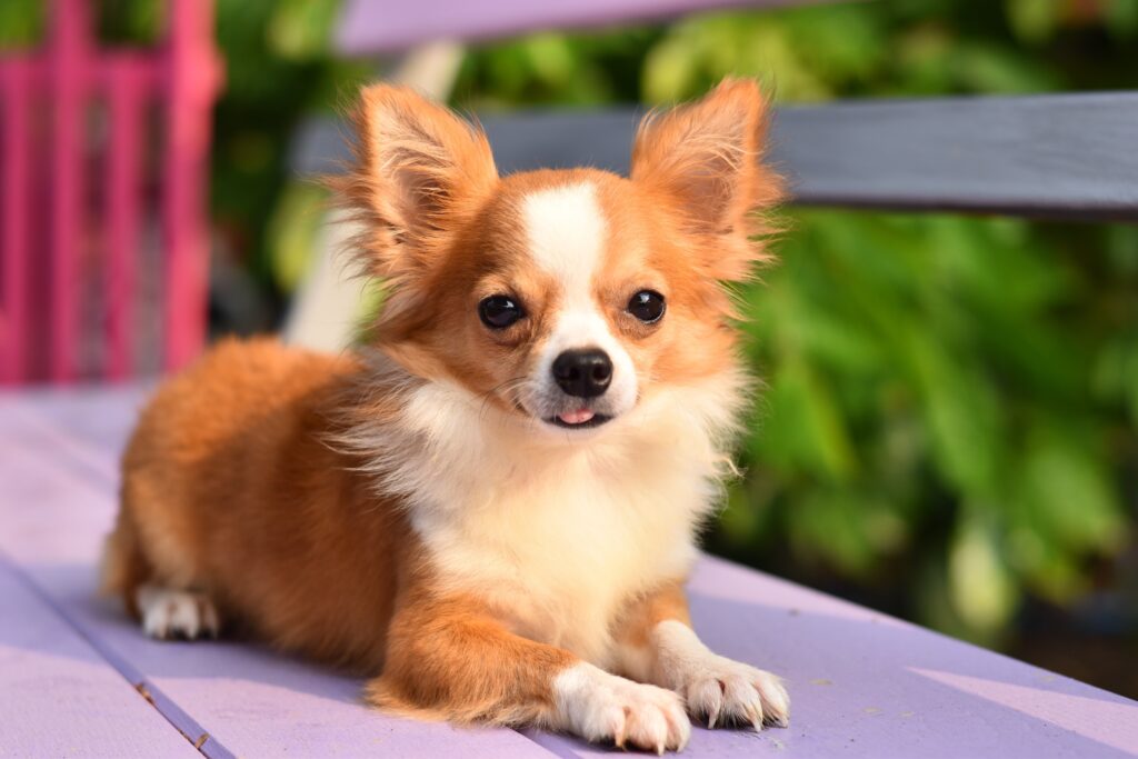 Cachorros pequeno porte raças: Guia completo de cuidados
