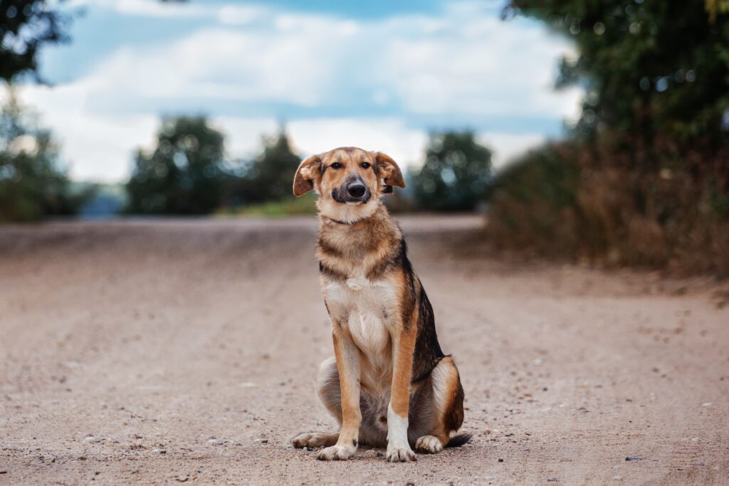 Cachorro Abandonado: Comportamento e Como Ajudar