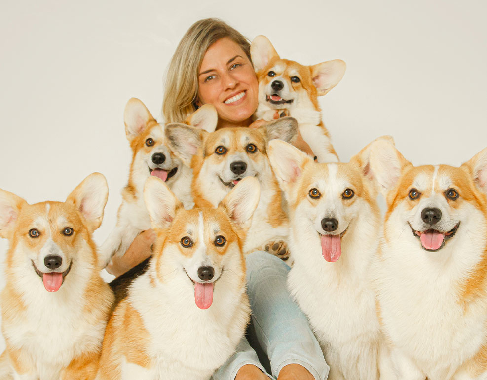 Corgi Welsh Pembroke: Guia Completo da Raça