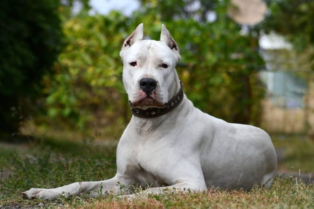 Cachorros Porte Grande: Guia Completo das Raças, Cuidados e Saúde