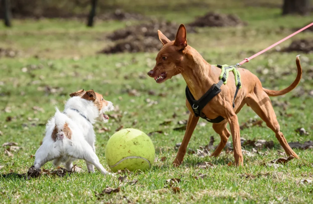 Luta de cães: por que acontece e como agir com segurança