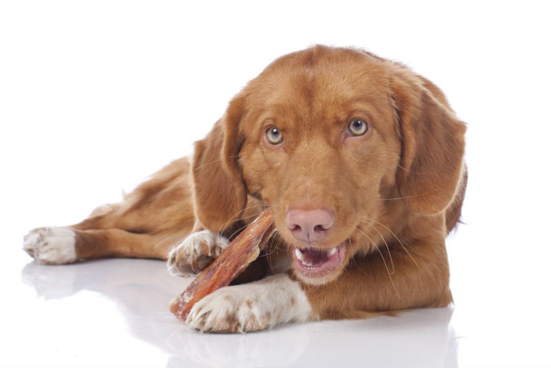 Petiscos para cães: pode ou não pode?