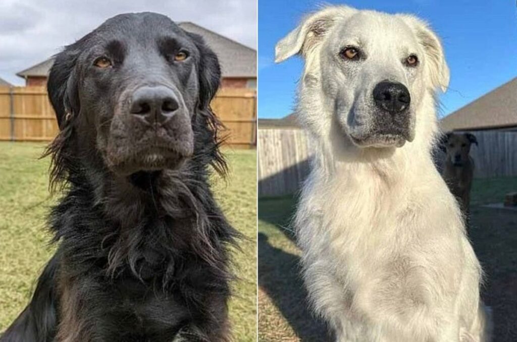 Cão preto e branco: como o vitiligo transforma a pelagem canina