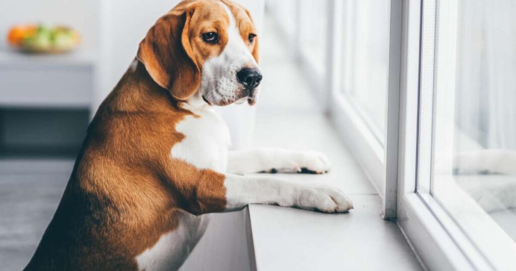 Quanto tempo o cachorro pode ficar sozinho?