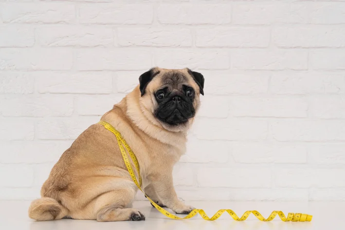 Como fazer cachorro emagrecer com saúde e segurança