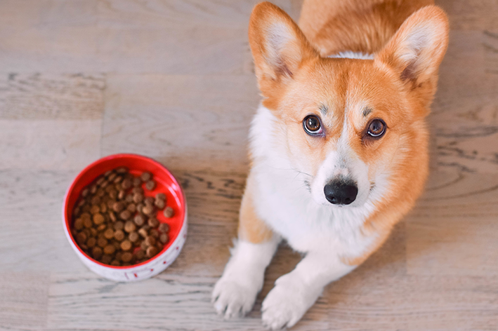 Sachê para cachorro: como usar sem riscos à saúde