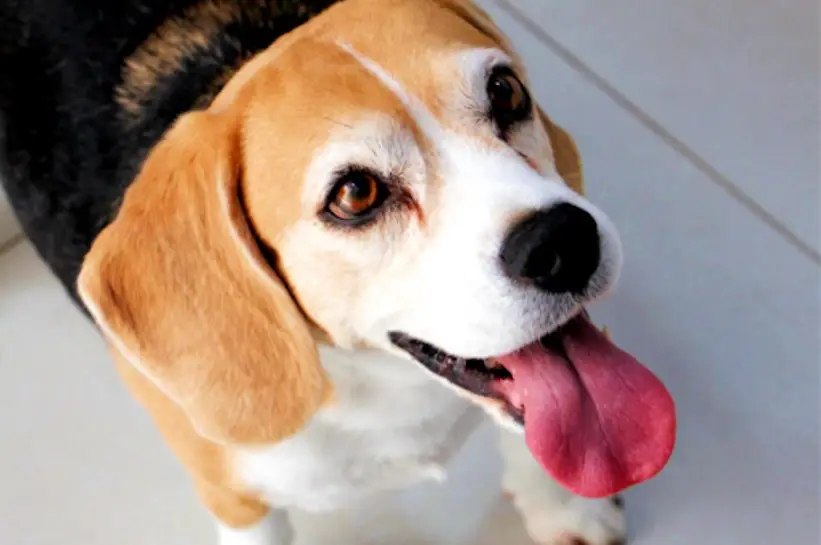 Ansiedade em cachorro: sinais e como agir cedo
