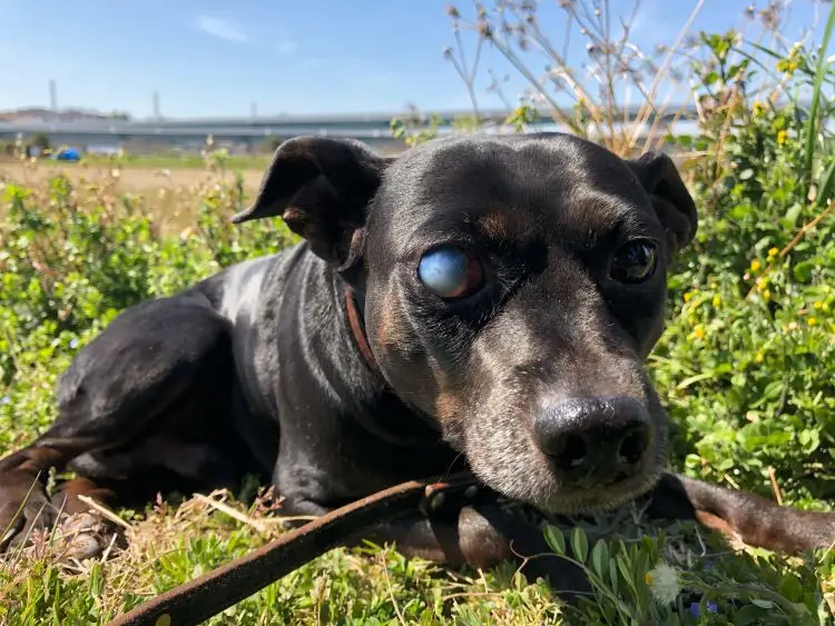 Hepatite infecciosa canina: sinais e prevenção