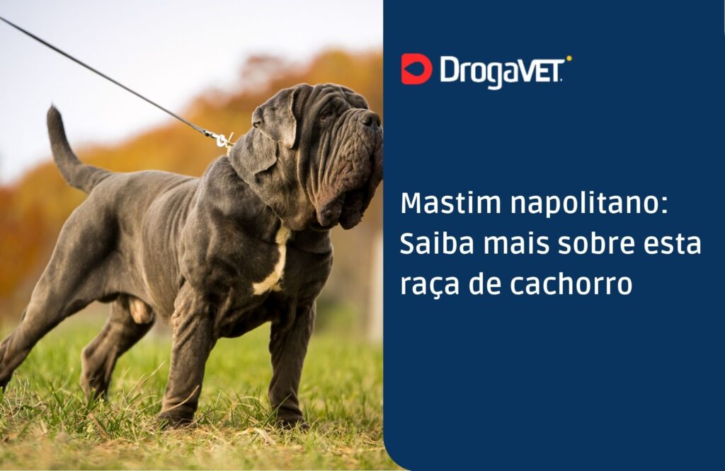 Mastim Napolitano: história, temperamento e cuidados
