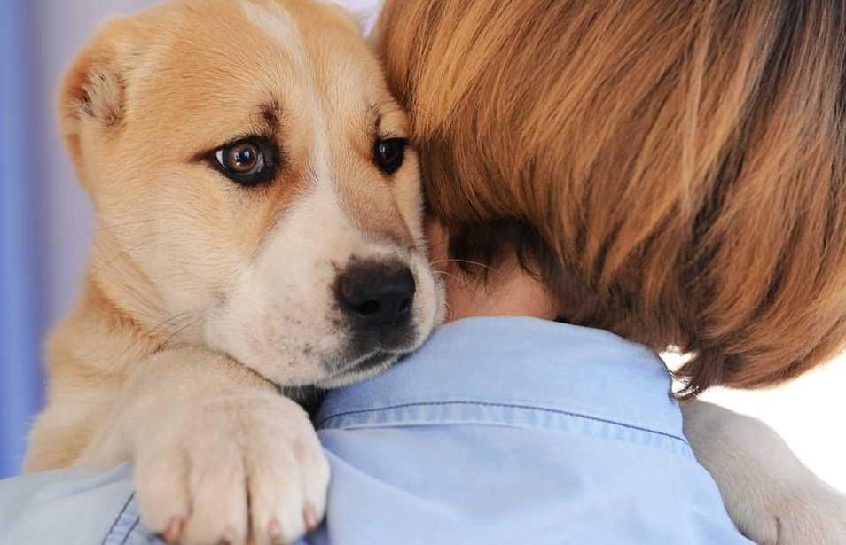 Cachorro tremendo: o que pode ser e quando agir