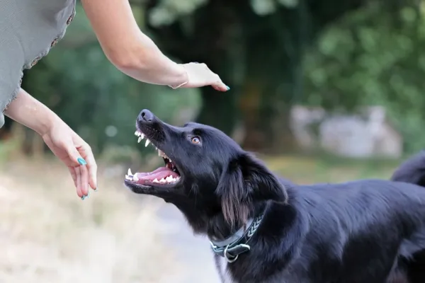 Cachorro mordeu o que fazer: como agir e educar