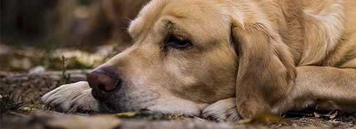 Cinomose: como vacinação e diagnóstico precoce salvam cães