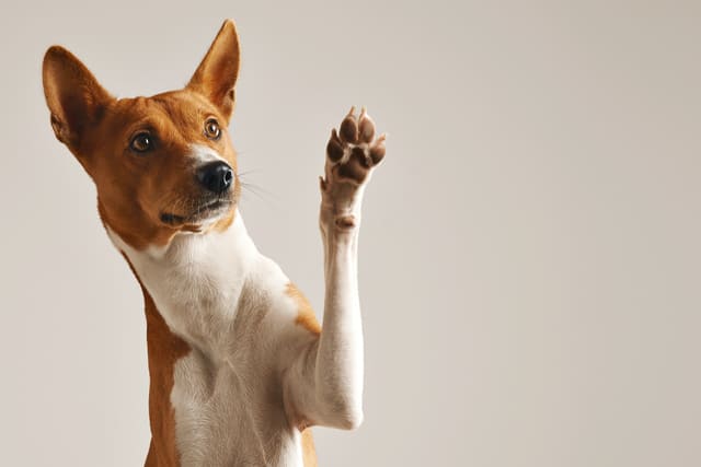 Cachorro com soluço: quando é normal e quando preocupar