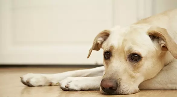 Alergia em cachorro: sinais, causas e tratamento
