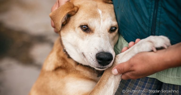 Como conquistar a confiança de um cachorro: guia prático
