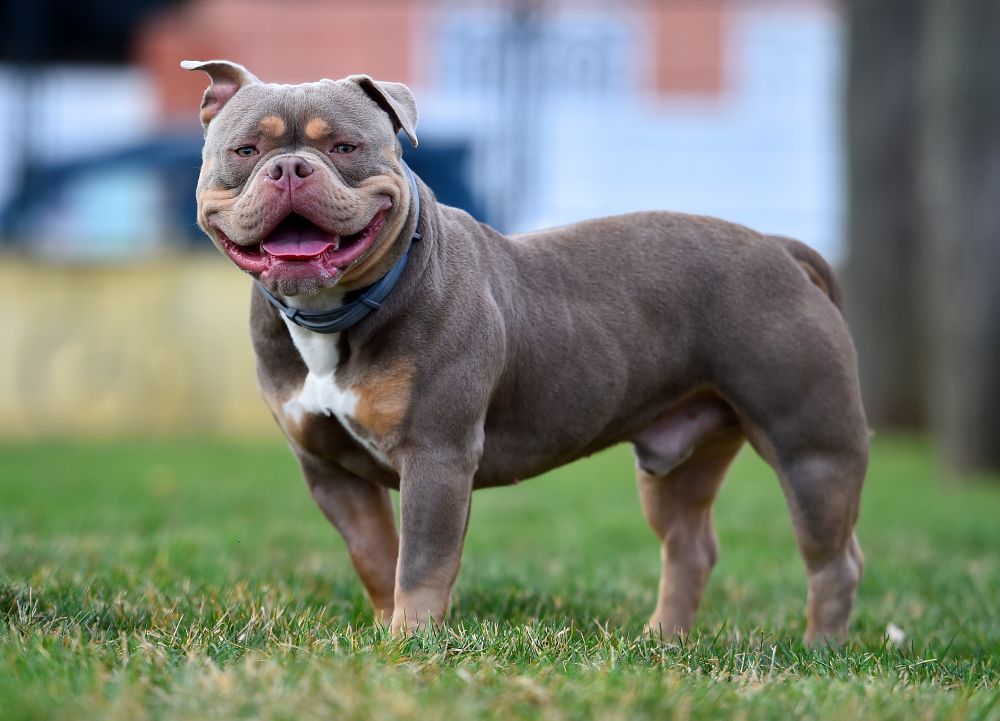 Diferença entre Pitbull e American Bully: Raças