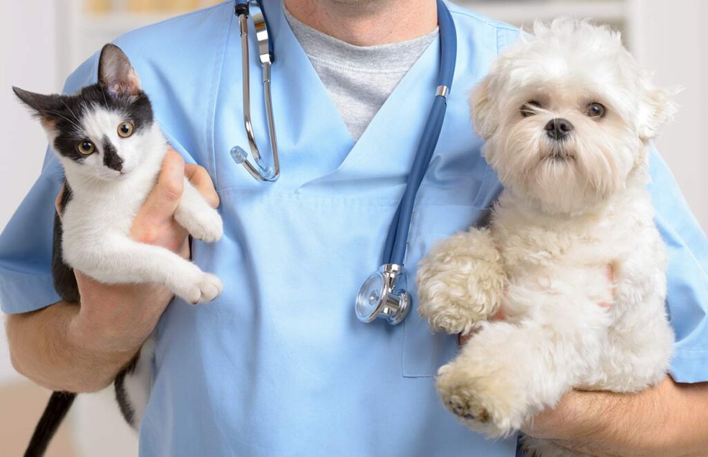 Insuficiência renal em cães: sinais, causas e tratamento