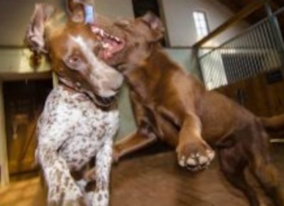 Cachorros da mesma casa brigando: por que e como agir