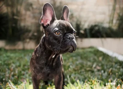 Raças de cachorro mais antigas do mundo: guia completo