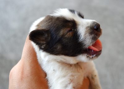Verruga em cachorro: tipos, riscos e quando tratar