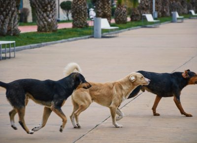 Cachorro no cio: sinais, duração e cuidados essenciais