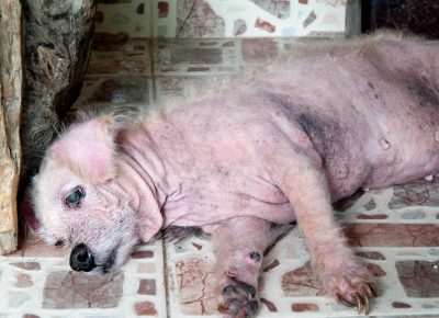 Leishmaniose Canina: Sinais, Diagnóstico e Tratamento