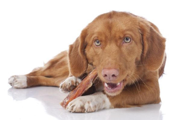 Petiscos para cães: pode ou não pode?